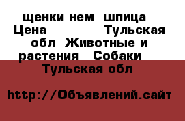 щенки нем. шпица › Цена ­ 20 000 - Тульская обл. Животные и растения » Собаки   . Тульская обл.